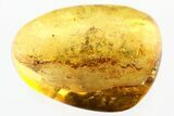 Two Detailed Fossil Daddy Long-Legs in Baltic Amber #307349-1